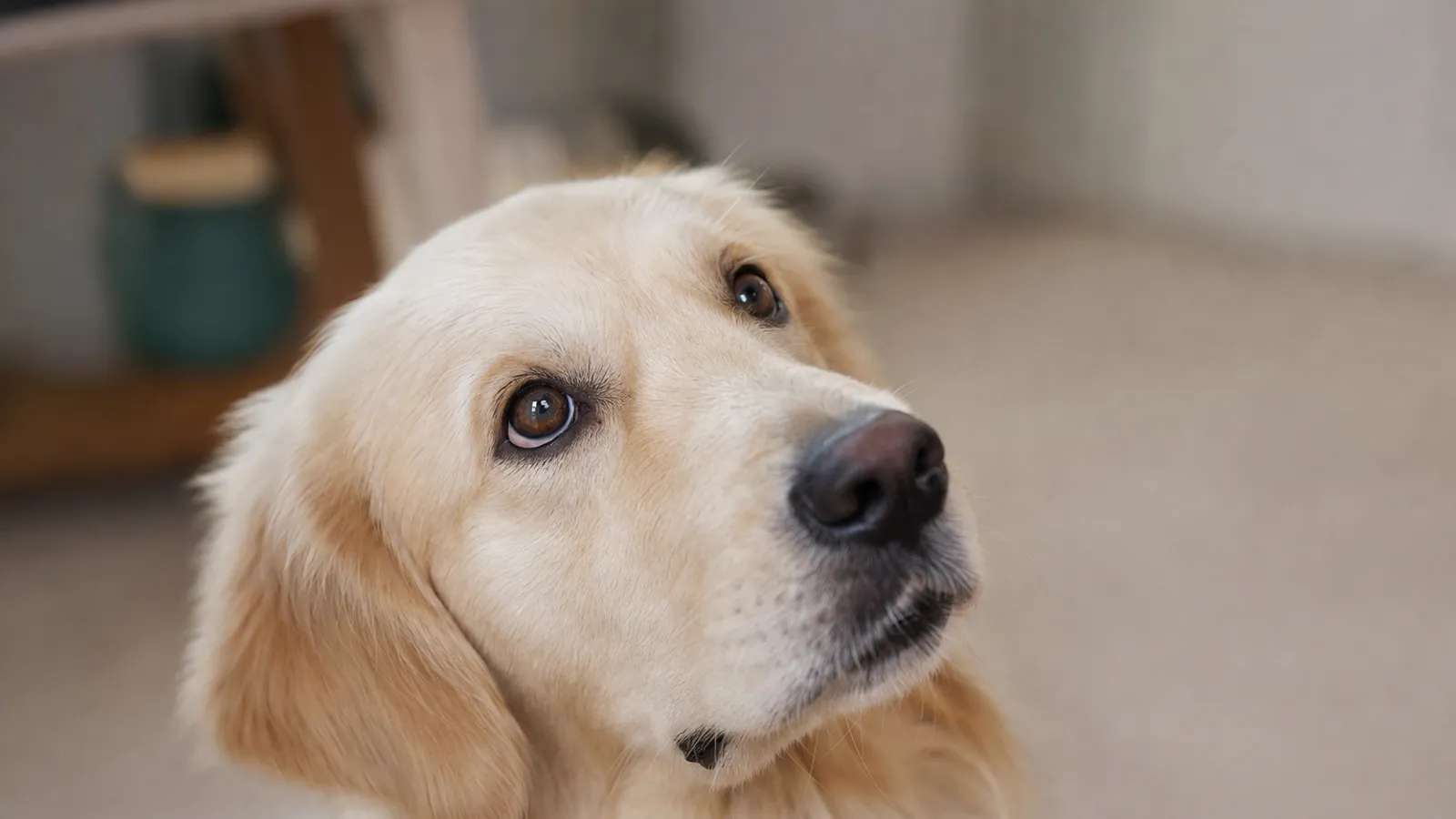 Close do rosto de um cachorro de pelo claro, com olhos atentos e brilhantes
