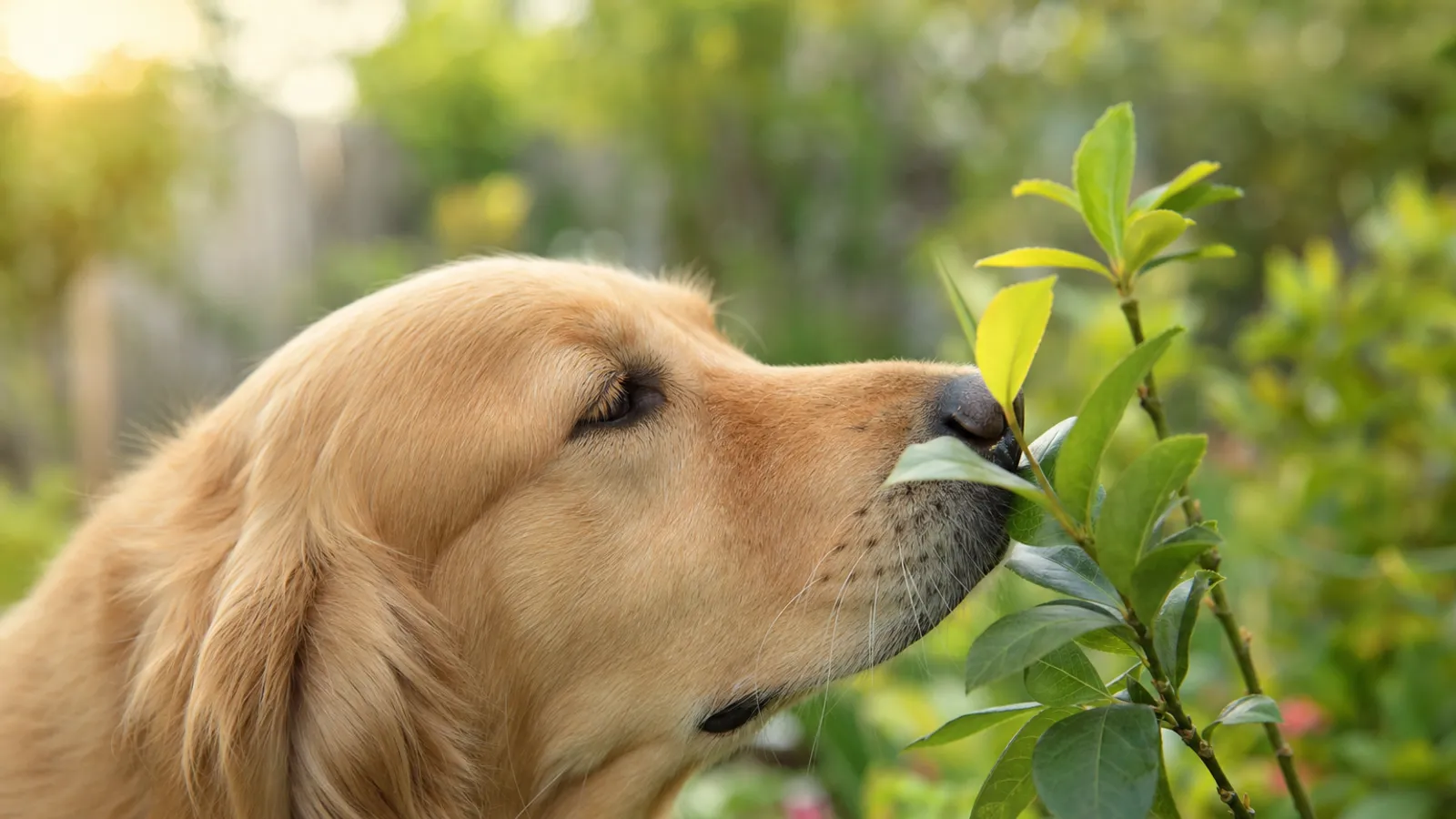 Close do focinho úmido de um cachorro dourado farejando uma folha em um jardim ensolarado.