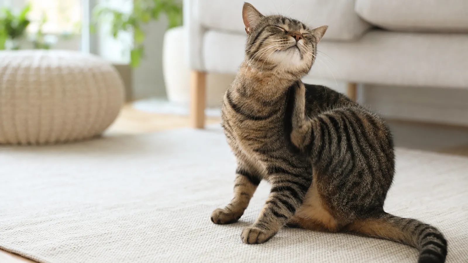Gato tigrado sentado em um tapete claro enquanto coça o pescoço com a pata traseira